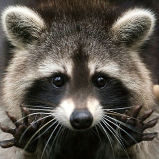 Procyon/raccoon/енот Telegram Group Link