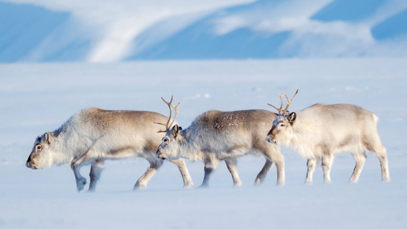 Merry Christmas!Svalbard reindeer in Van Mijenfjorden NP, Norway (© Martin Zwick/REDA&CO/Universal Images Group via Getty Images)