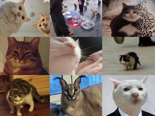 Сегодня празднуется Международный день кошек! Не забудьте поздравить своего котейку ❤️