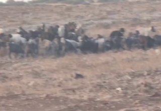 مستوطنون يرعون مواشيهم بجوار منازل السكان في طوباس