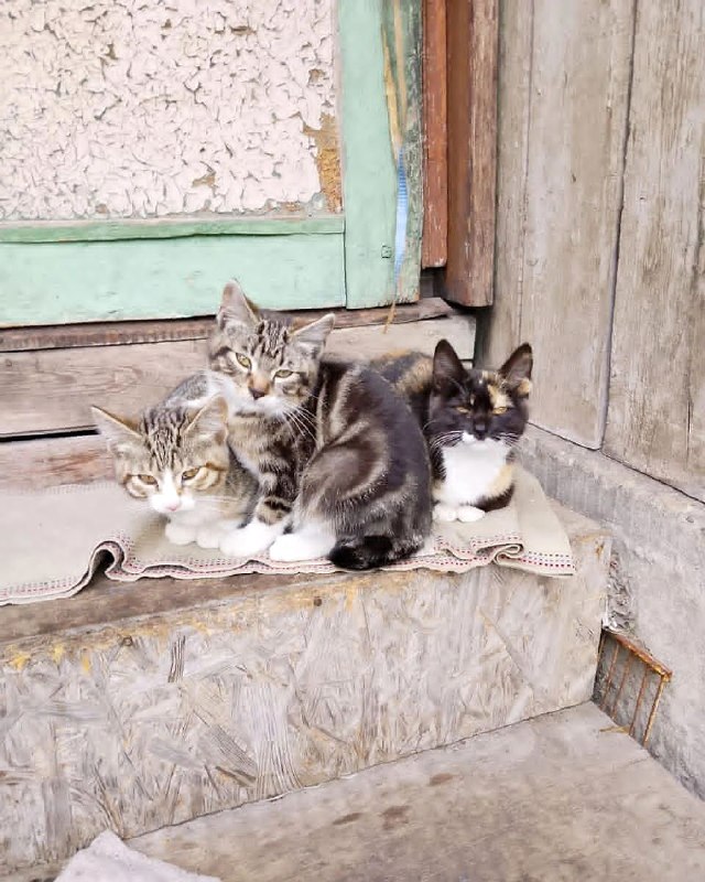 Отдаются котята в ответственные руки, красивые и...