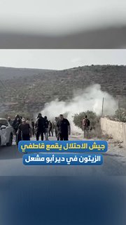 The IDF oppresses the olive pickers and prevents them from reaching their lands in Deir Abu Mashal, west of Ramallah.