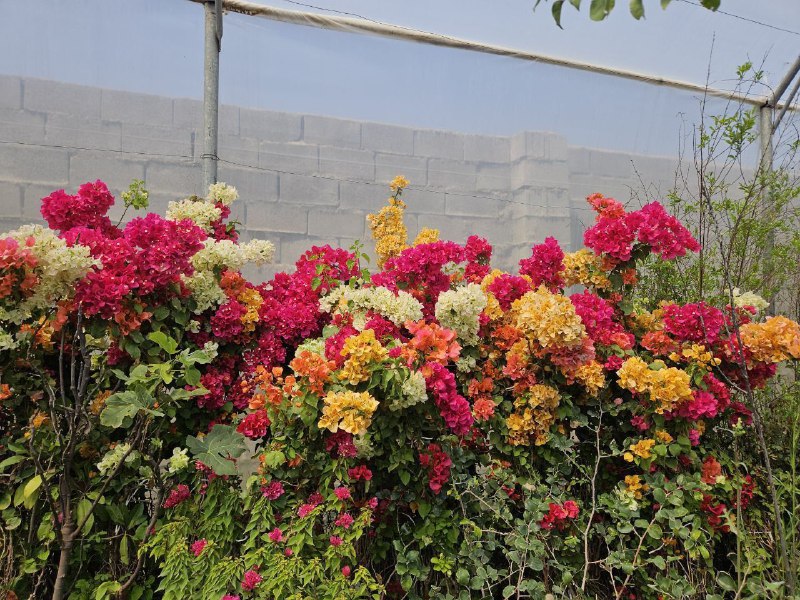 🌱 Forosh.nahal 🌱: 🌱 نمونه گل کاغذی های چند رنگ موجود در گلخانه🌱 نمونه گل کاغذی های چند رنگ موجود در گلخانه