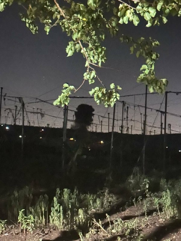 ספיר ליפקין