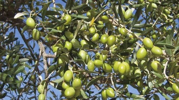 آخرین خبر گیلان: ترکیب جدید زیستی برای مقابله با مگس زیتون در باغ‌های گیلان🔹 مدیر مرکز تحقیقات کشاورزی گیلان: در نتیجه پژوهش مشترک میدانی