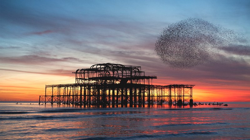 Rust meets rushStarling murmuration over the ruins of Brighton's West Pier, England (© Philip Reeve/Photodisc/Getty Images)