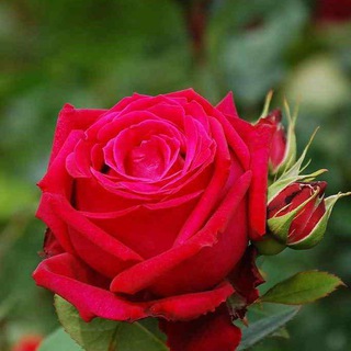 گروه کوییز حسابداری