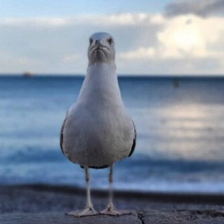 Telegram profile photo for Крымский