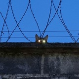 Мурчащее существо