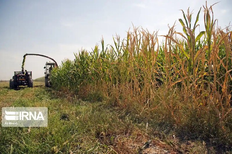 על סדר היום הועלתה התוכנית להגברת ייצור מספוא המרעה