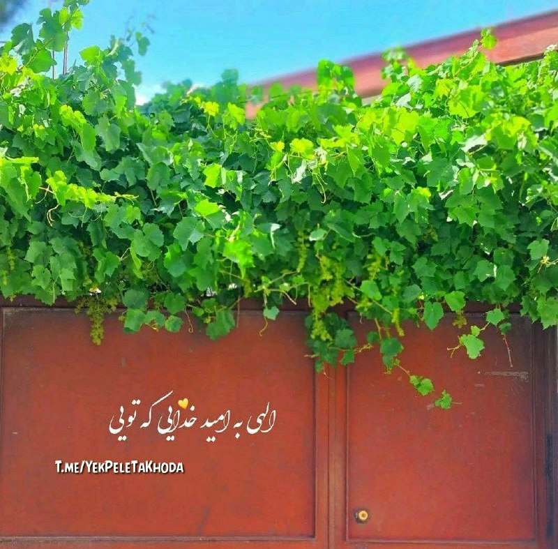 🌹چشم ب راه یوسف زهرا س🌹: 🌹 آخرین سه شنبه🍃مرداد ماهتون دلچسب🌸نارنین خدای ما.....تنها "کوچه ای" که "بن بست" نيستکوچه "ياد توست" ...مهربان خدای ما..