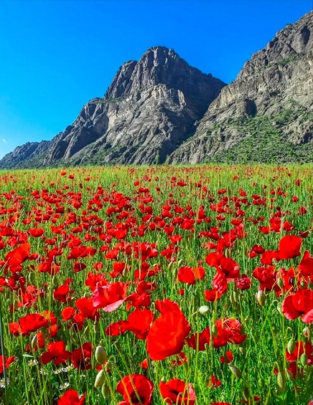باشگاه کوهنوردی و کوهپیمایی نانگاپاربات بروجرد ۱۹۸۷: صبحی به نام کوهستانبه نام تو امروز آواز دادم؛سحر را به نام تو خواندمو درخت و باد و نیلوفر راترانه‌ای از جنسِ تو دیدم.صبح