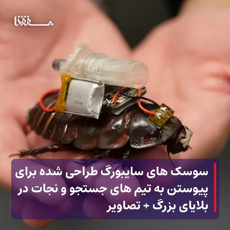 خبرگزاری بین المللی شفقنا: 🔴 سوسک های سایبورگ طراحی شده برای پیوستن به تیم های جستجو و نجات در بلایای بزرگ + تصاویر⬅️ سوسک‌های غول‌پیکر نقب‌زن مجهز