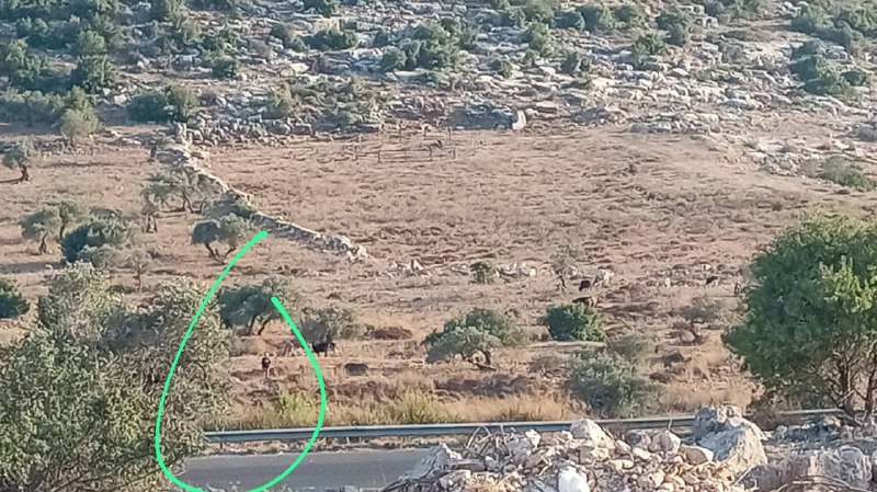 مستوطنون مسلحون يتوغلون في أطراف قرية أم صفا شمال رام الله