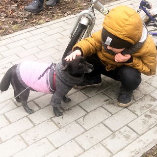 #ГрушаPets