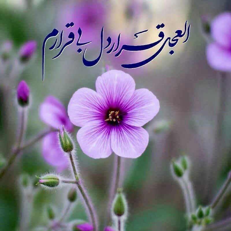 ایلام خبر( اخبار رسمی ایلام): عشـ💚ـق یعنی ...که جهــان "غایب " و ...و تو"حـاضـر" قلبـ💔ـم باشیسلام غایب همیشه حاضر ...💕سلامتی امام زمان صلوات✧════•❁❀❁•