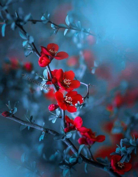 پاتوق مازندرانی ها: 🎉در این شب زیبای بهاری✨از خدای مهربان🎉براتون✨یک حس قشنگ🎉یک شادی بی دلیل ✨یک نفس عطر خدا🎉دنیا دنیا آرزوهای خوب✨و آرامش خو