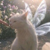 ｡*❁ Azumi_XD❁*｡