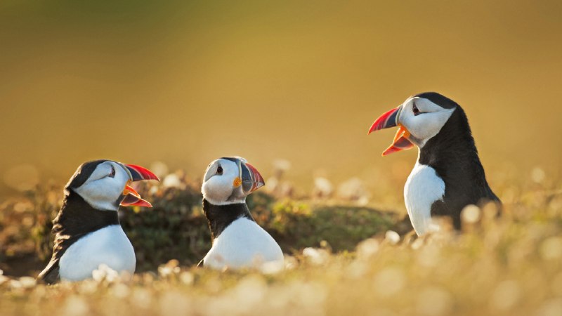 Flap, dive, surviveAtlantic puffins, Wales (© FLPA/Alamy)