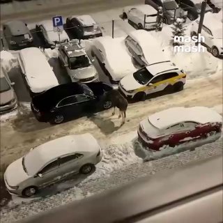 Нашествие лосей в Подмосковье из-за вырубки лесов — сохатые свободно слоняются по людным местам и пугают народ. Их число внезапно выросло с 12 до 20 тысяч — это рекорд за последние 10 лет. По данным Mash, годовой прирост популяции составил 67%. Люди массов