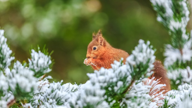 Fur, frost, and feastEurasian red squirrel in Northumberland, England (© Michael_Conrad/Getty Images)