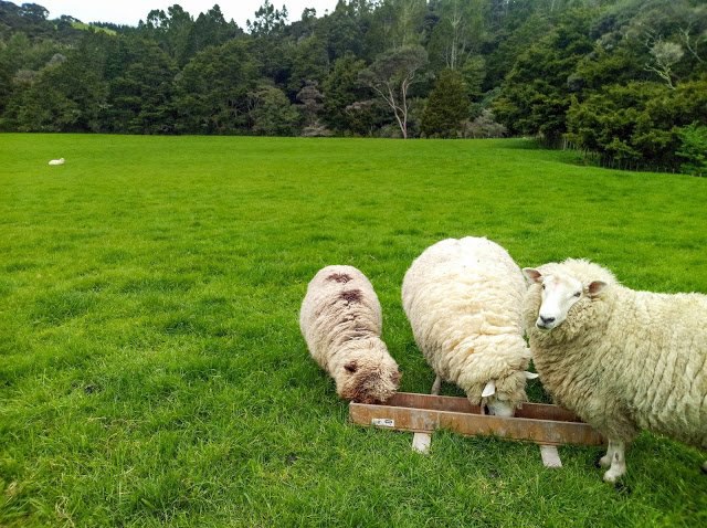 牧羊少女：意外旅程| 奧克蘭．紐西蘭 | 食宿交換
