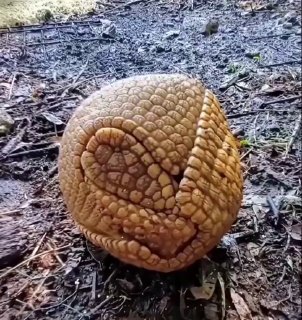 The Southern Three-Banded Armadillo (Tolypeutes matacus) is one of the two only armadillo species capable of rolling into a completely sealed sphere.Science and facts💡