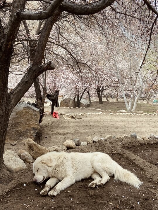 拉達克日記｜Apricot Blossom