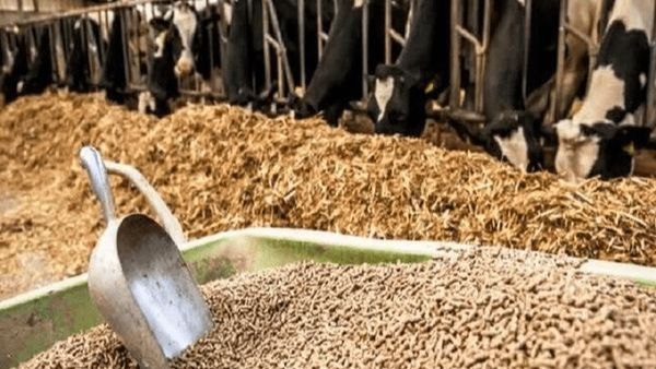 اخبار آذربایجان غربی: بیش از ۳۳ هزار تن کنسانتره دامی در آذربایجان غربی تولید شد🔹معاون بهبود تولیدات دامی سازمان جهاد کشاورزی آذربایجان غربی: 
