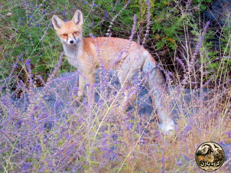 کانال خبری نطنز: 📍حیات وحش زیبای شهر نطنز ارسالی : حامد ملک سعیدی @natanz1394📍حیات وحش زیبای شهر نطنز ارسالی : حامد ملک سعیدی @natanz1394