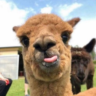 Real Instagram followers👍 Telegram Group Link