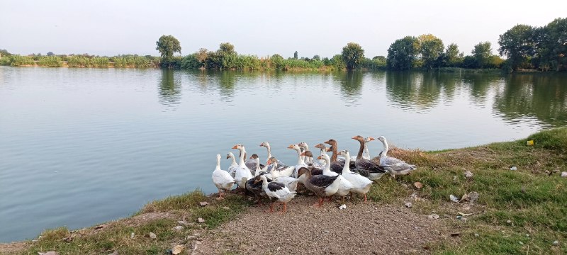 کانال بزرگ قائمشهر: #هواشناسی_مازندران 📅 امروز چهارشنبه ۴ شهریور:🌤#صاف_تا_نیمهابری ❗️از شب در مناطق غربی با افزایش ابر، وزش باد و احتمال رگ