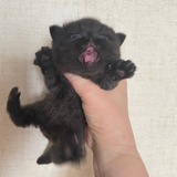ДВИЖЕНИЯ АЙРАТА