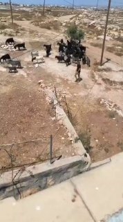 מתנחלים משחררים את בעלי החיים שלהם לחצר בית באזור ואדי אלרחים במסאפר יטא, דרומית לחברון.