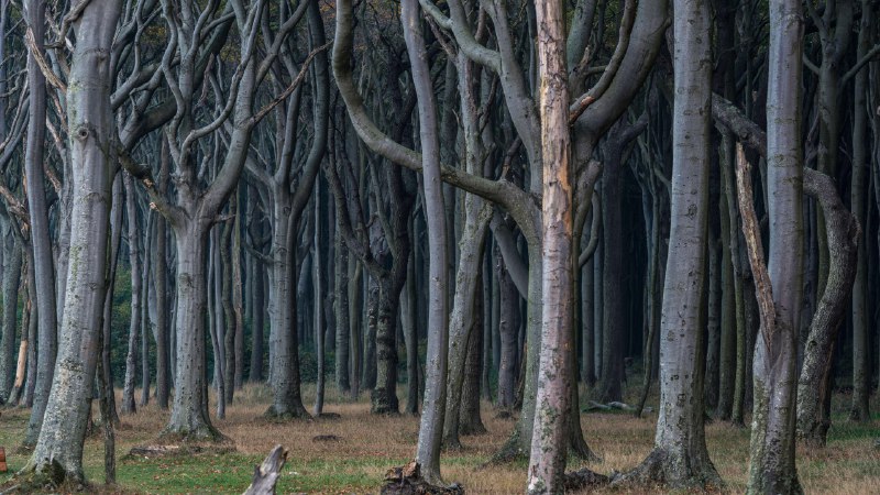Into the woodsGespensterwald, Nienhagen, Mecklenburg-West Pomerania, Germany (© mauritius images GmbH/Alamy)