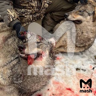 Количество волков в Подмосковье, которые выбегают к людям, увеличилось в 4,5 раза за зиму 2025/26 годов — с 30 до 130 особей. По данным Mash, причина — вырубка лесов, застройка территорий и огромное количество дичи. Сейчас зубастых активно отстреливают. Лю