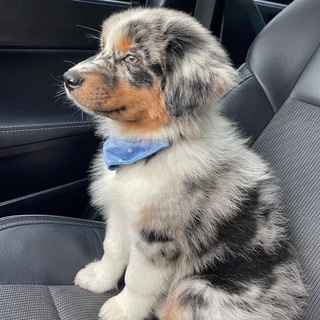 Dogs and Puppies for sale in USA🐶 Telegram Group Link