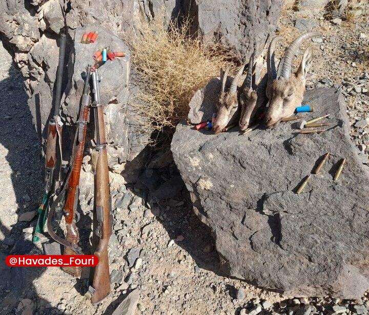 خبرهای داغ/مهم 🔖: دستگیری شکارچیان ۵۰ راس آهو در «میمه»🔹فرمانده انتظامی شهرستان شاهین شهر و میمه از دستگیری ۲ شکارچی غیرمجاز که اقدام به ش