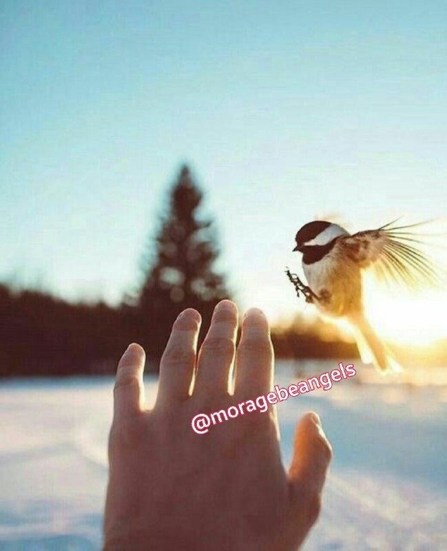 فرشتگان مراقبه جذب: #با_خودت_تکرار_کن🌸فرشته نگهبان من امروز مرا به سوی بهترین وضعیت و بالاترین خوبی راهنمایی می‌کند.🌸فرشتگان نامرئی امروز من
