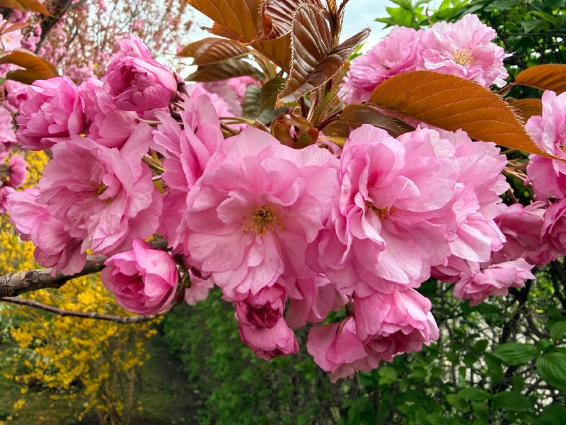 Вчерашний день прошел на Фестивале цветущей сакуры! 🌸 Программа была невероятной: 🎶 Кон… — ИнвестТур