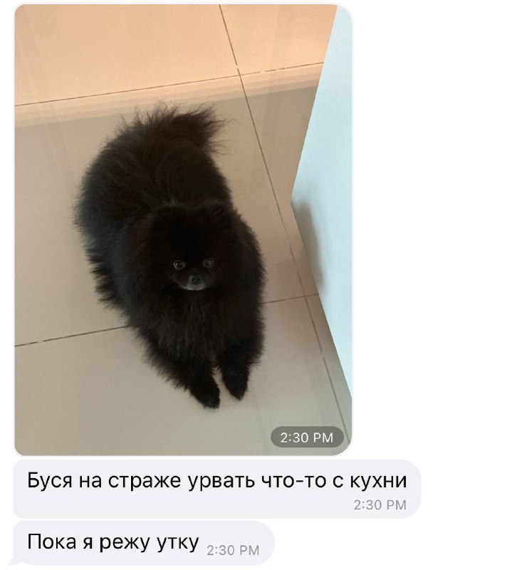 Не скажу, что я фанат туристических мест. Но! В Тайланде главные достопримечательности — это храмы. Поэтому походам по священным и популярным местам — быть!Wat Arun — Храм Утренней Зари в Бангококе. Больше всего меня зацепило украшение храма. Он украшен осколками китайской фарфоровой посуды и керамикой. По легенде, мрамор и фарфор, а также китайские статуэтки в храм попали с затонувшего тайского корабля, который занимался торговлей с поднебесной.А пока мы гуляем по Бангкоку, любимый пёпсик ждет нас в Паттайе 💖Не скажу, что я фанат туристических мест. Но! В Тайланде главные достопримечательности — это храмы. Поэтому походам по священным и популярным местам — быть!Wat Arun — Храм Утренней Зари в Бангококе. Больше всего меня зацепило украшение храма. Он украшен осколками китайской фарфоровой посуды и керамикой. По легенде, мрамор и фарфор, а также китайские статуэтки в храм попали с затонувшего тайского корабля, который занимался торговлей с поднебесной.А пока мы гуляем по Бангкоку, любимый пёпсик ждет нас в Паттайе 💖