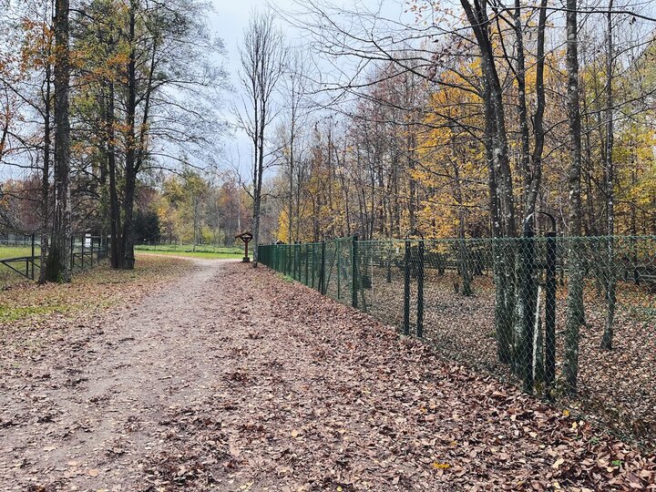 波蘭旅行｜我要去看歐洲野牛