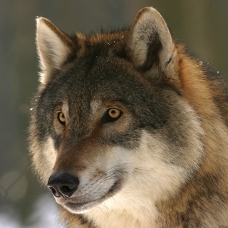 Werewolf ITA @ITAww Telegram Group Link