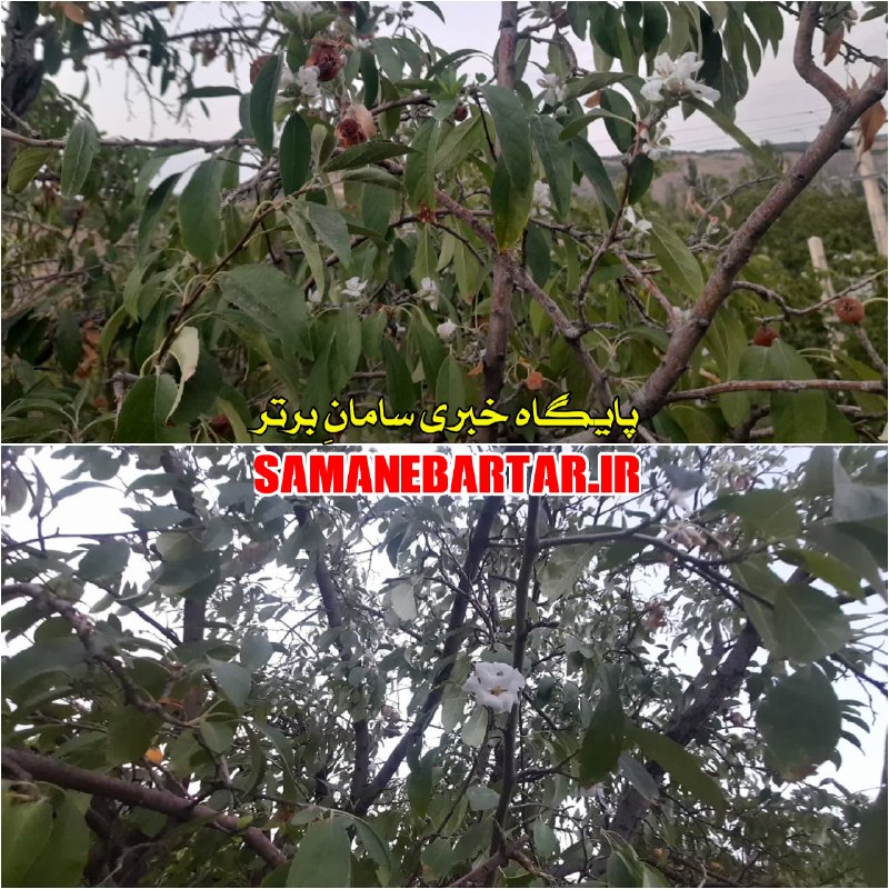پایگاه خبری سامانِ برتر | سامان نیوز: 🌸 گلدهی درخت سیب در مزرعهی خلیل آباد روستای چلوان در بخش مرکزی شهرستان سامان (مردادماه ۱۴۰۵)#ارسالی_مخاطب 📡 سامانِبرتر