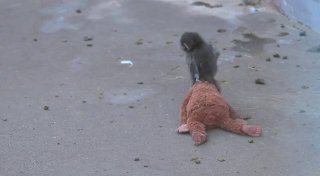 Весь мир следит за обезьянышем Панчем из зоопарка Итикавы, Япония.Его бросила мать, и малыша вырастили смотрители. Позже Панча перевели в вольер к другим обезьянам, но сперва влиться в стаю он не смог. Чтобы хоть как-то заменить мать, Панчу подарили игрушк