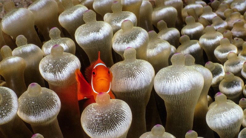 In the bubble-tip zoneSpine-cheeked anemonefish surrounded by bubble-tip anemone, Milne Bay, Papua New Guinea (© Fred Bavendam/Nature Picture Library)