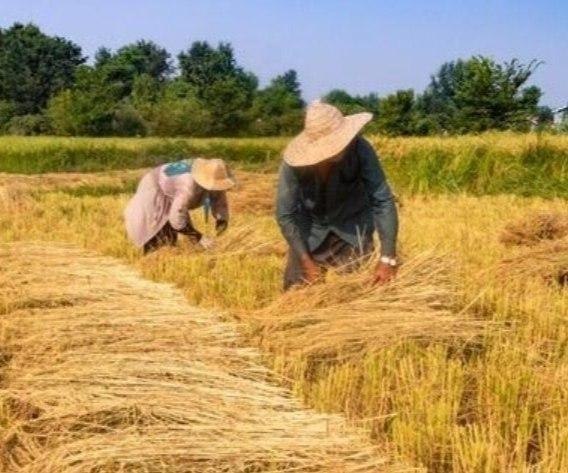 همای خبر گیلان🇮🇷: برداشت ۶۰ درصدی برنج از شالیزارهای گیلان🔹معاون بهبود تولیدات گیاهی سازمان جهاد کشاورزی گیلان از برداشت ۶۰ درصدی شالیزاره