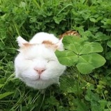 Клеверные друзья 🍀