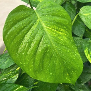 گروه پایانه گل و گیاه وازیک