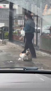 באיסטנבול נצפה חתול שעושה עיסוי לחברתו ממש ברחוב.